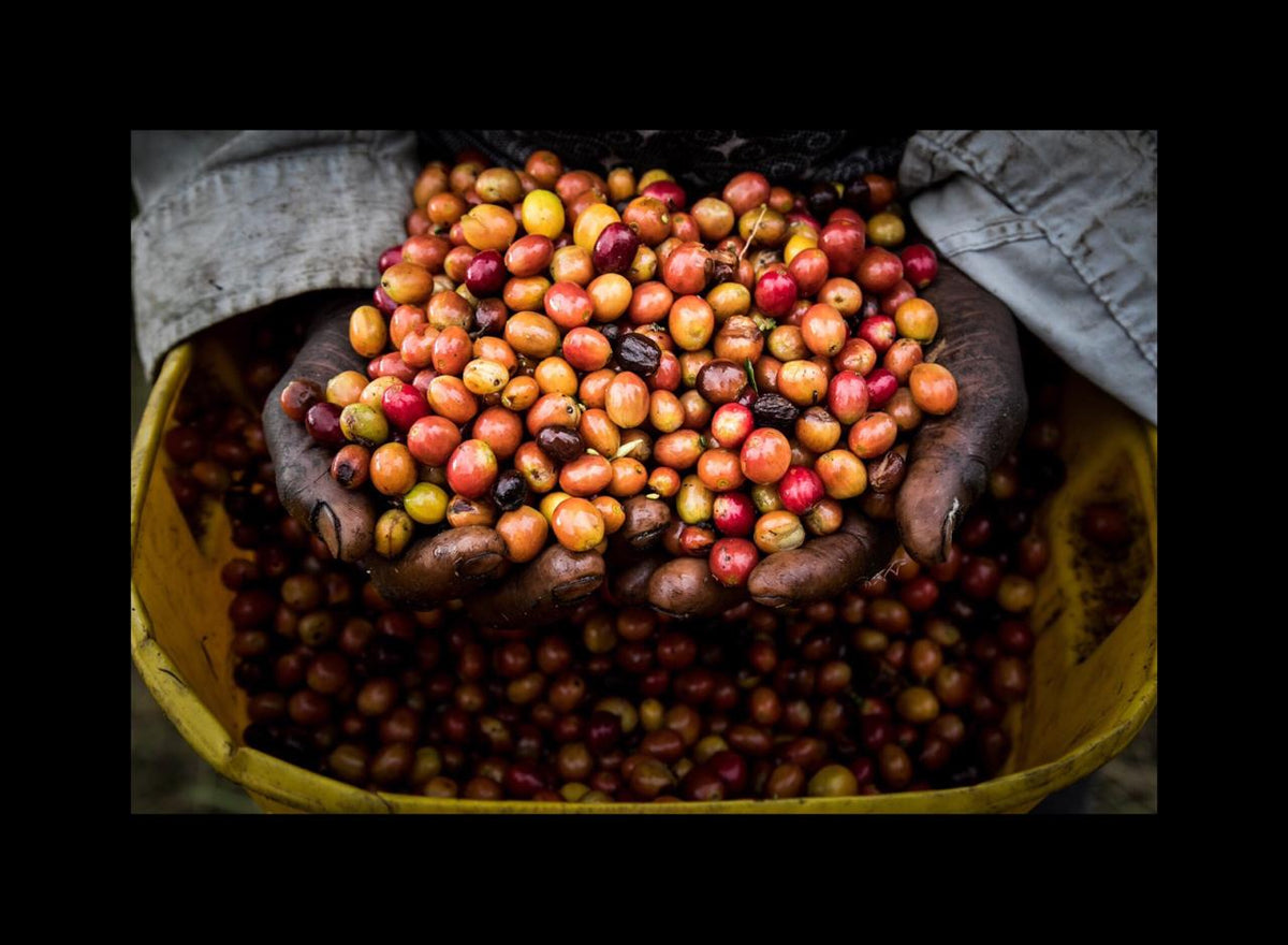 Schoenkaffee - Kolumbien - Limonada de Frutos Rojos Direct Trade