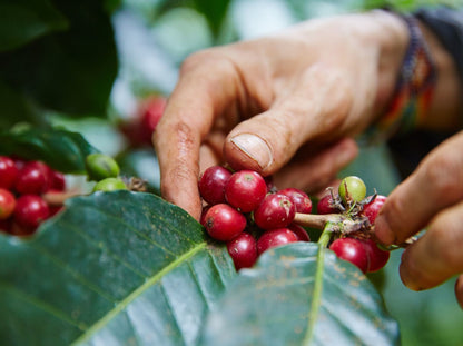 Schoenkaffee - Kolumbien - Finca El Origen Direct Trade / Espresso