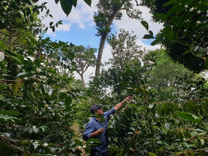Schoenkaffee - Panama - Maragogype