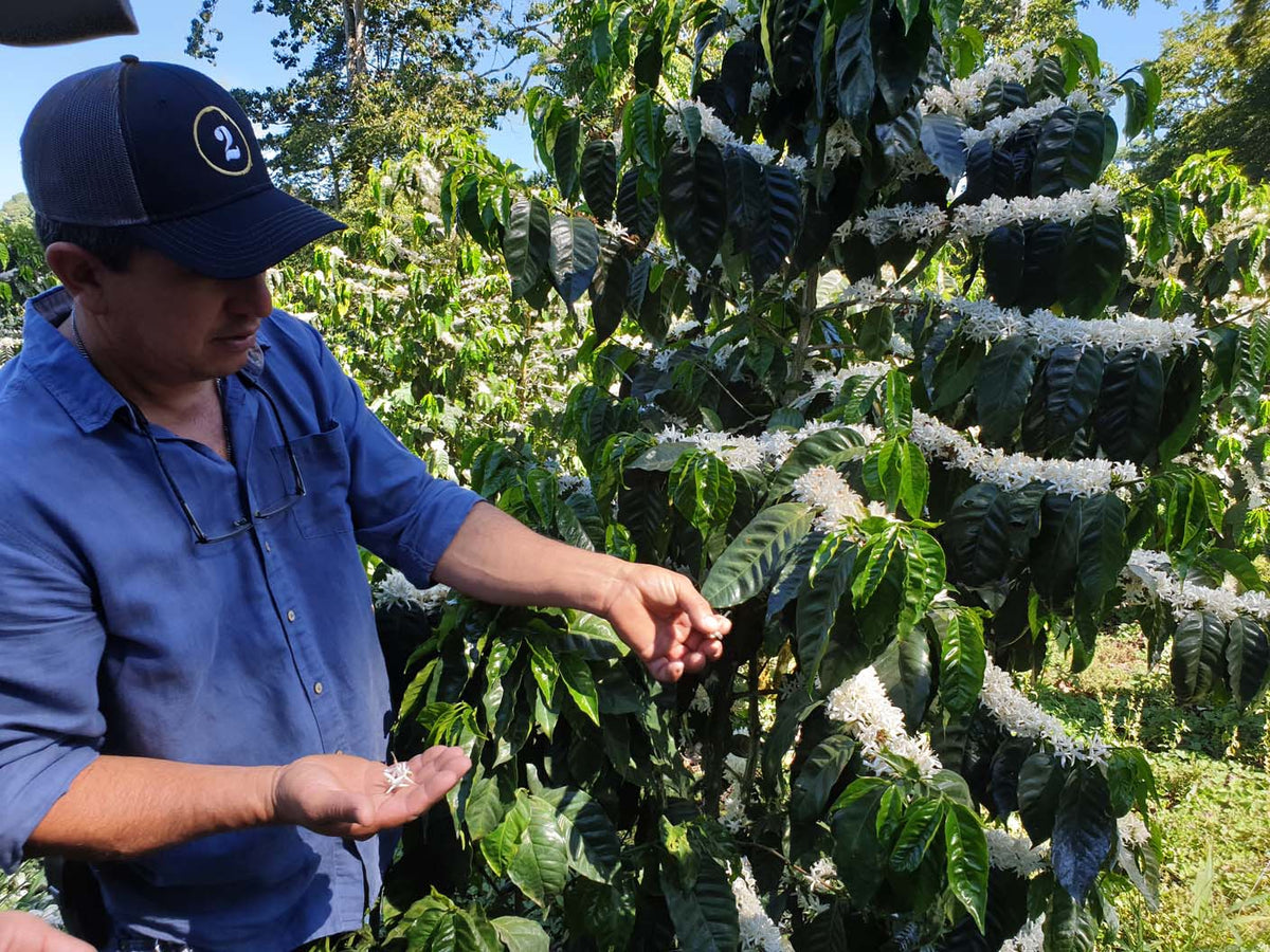Schoenkaffee - Panama - Maragogype