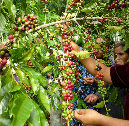 Schoenkaffee - Mexiko - Oaxaca Decaf BIO