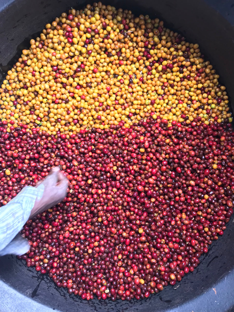 Schoenkaffee - Kolumbien - Limonada de Frutos Rojos Direct Trade