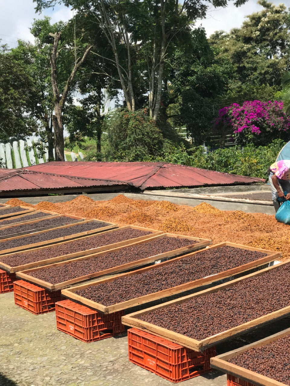 Schoenkaffee - Kolumbien - Limonada de Frutos Rojos Direct Trade
