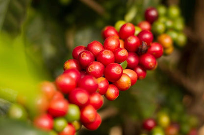 Schoenkaffee - Brasilien - Dolce Cerrado Direct Trade / Espresso