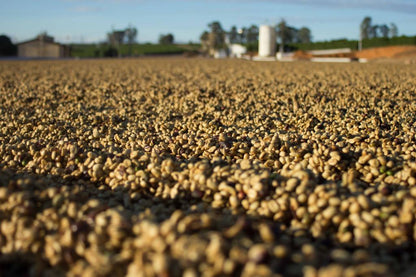 Schoenkaffee - Brasilien - Dolce Cerrado Direct Trade / Filterkaffee