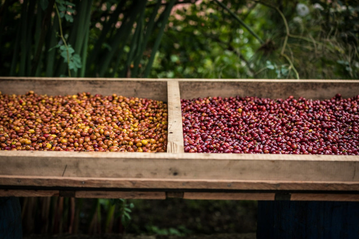 Schoenkaffee - Kolumbien - Limonada de Frutos Rojos Direct Trade